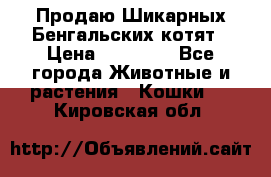 Продаю Шикарных Бенгальских котят › Цена ­ 17 000 - Все города Животные и растения » Кошки   . Кировская обл.